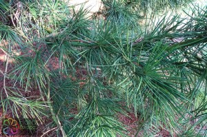 Sciadopitys verticillata (11).jpg_product_product_product